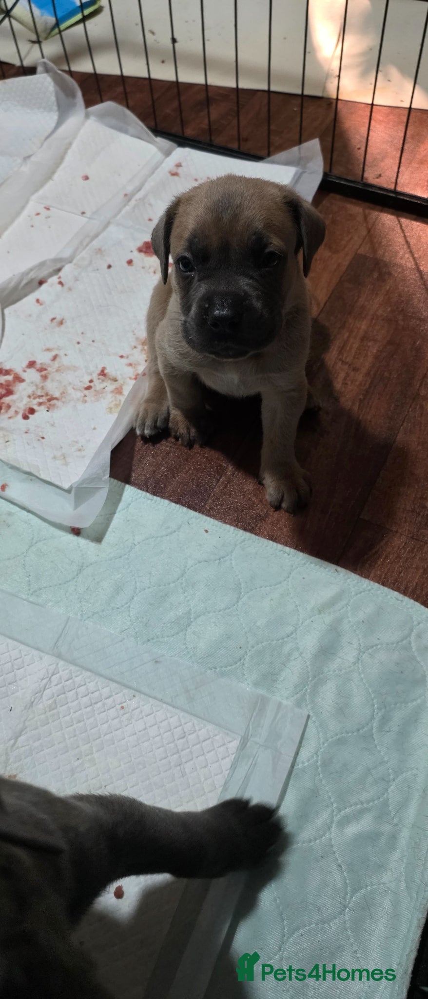 Cane Corso dogs Cane Corso Puppies - Advert 2