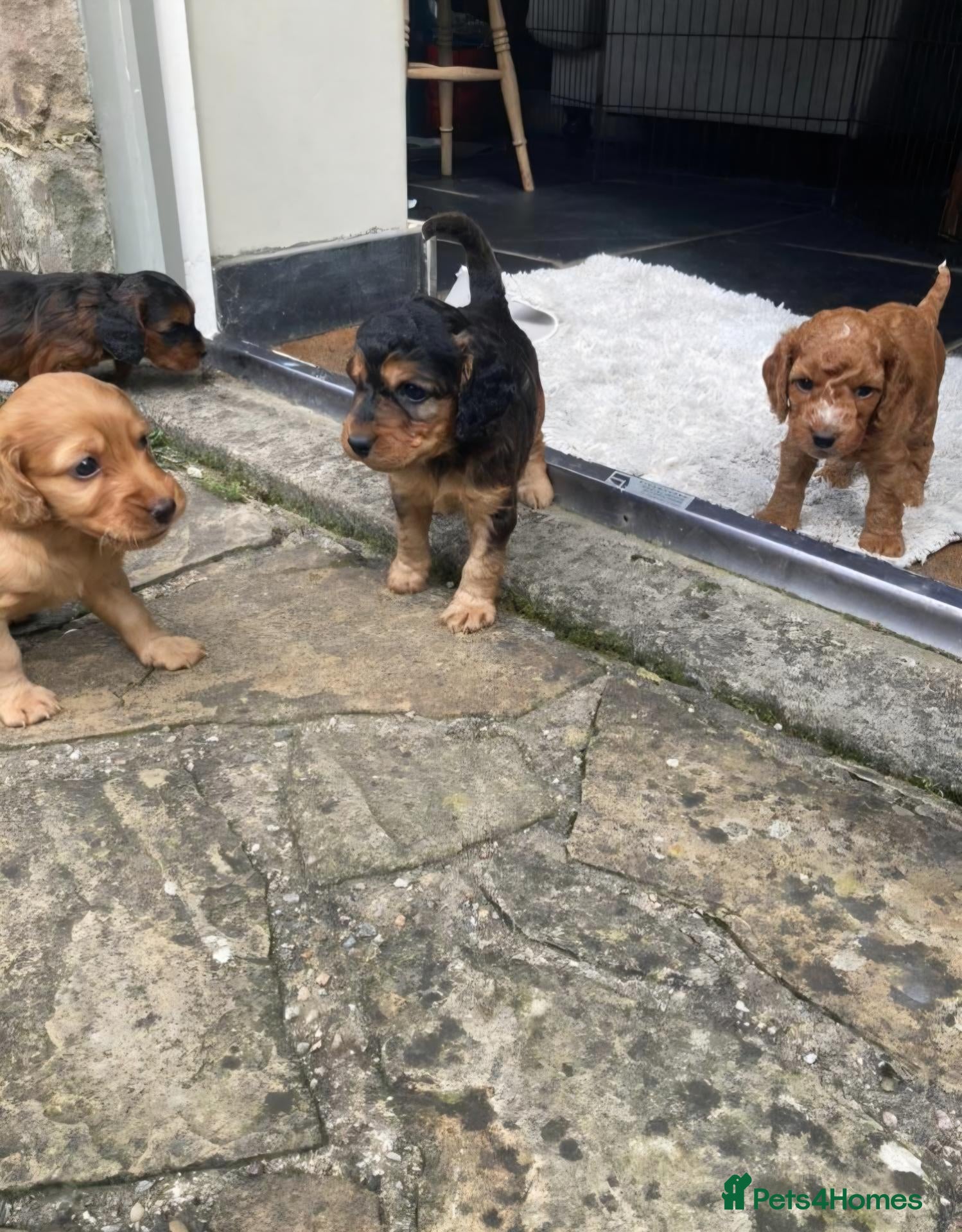 Cockapoo dogs Stunning F2 Cockapoos - Advert 1