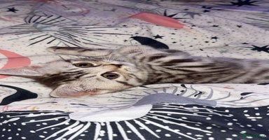 British Shorthair cats - Advert 12