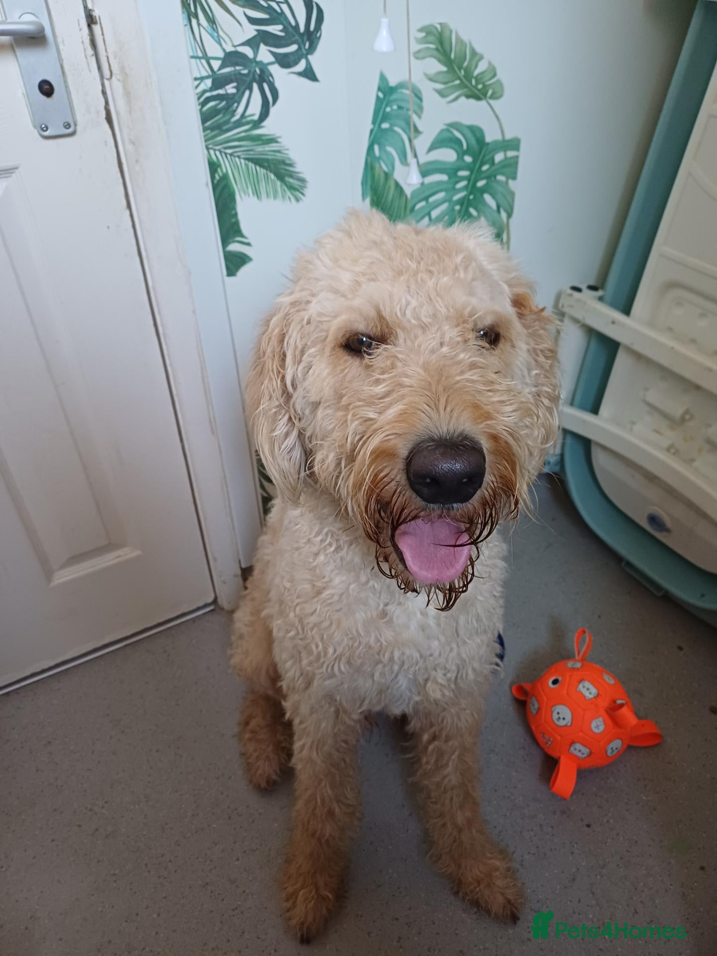 Labradoodle dogs Labradoodle - Advert 9