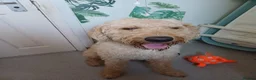 Labradoodle dogs for sale: Labradoodle in Exeter - Advert 1