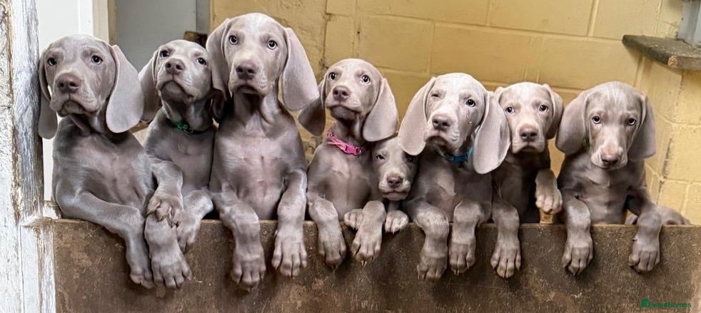 Weimaraner dogs Ready to leave. Stunning Weimaraner Puppies  - Advert 5