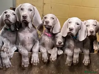 Weimaraner dogs Ready to leave. Stunning Weimaraner Puppies - Advert 5