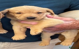 Labrador Retriever dogs for sale: 6 Pedigree Fox Red Labrador Puppies - Image 20