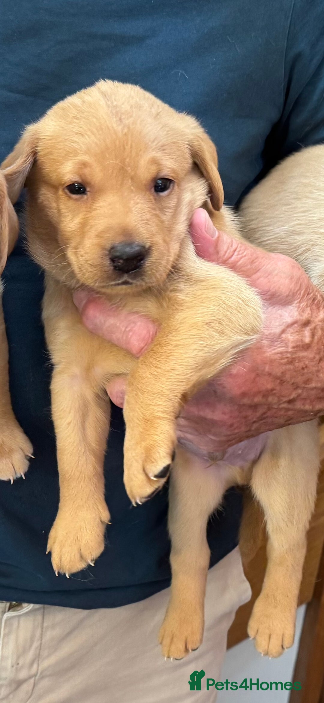Labrador Retriever dogs for sale: 6 Pedigree Fox Red Labrador Puppies - Image 20