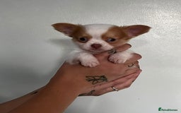 Chihuahua dogs for sale: Chihuahua Merle Puppies  - Image 9