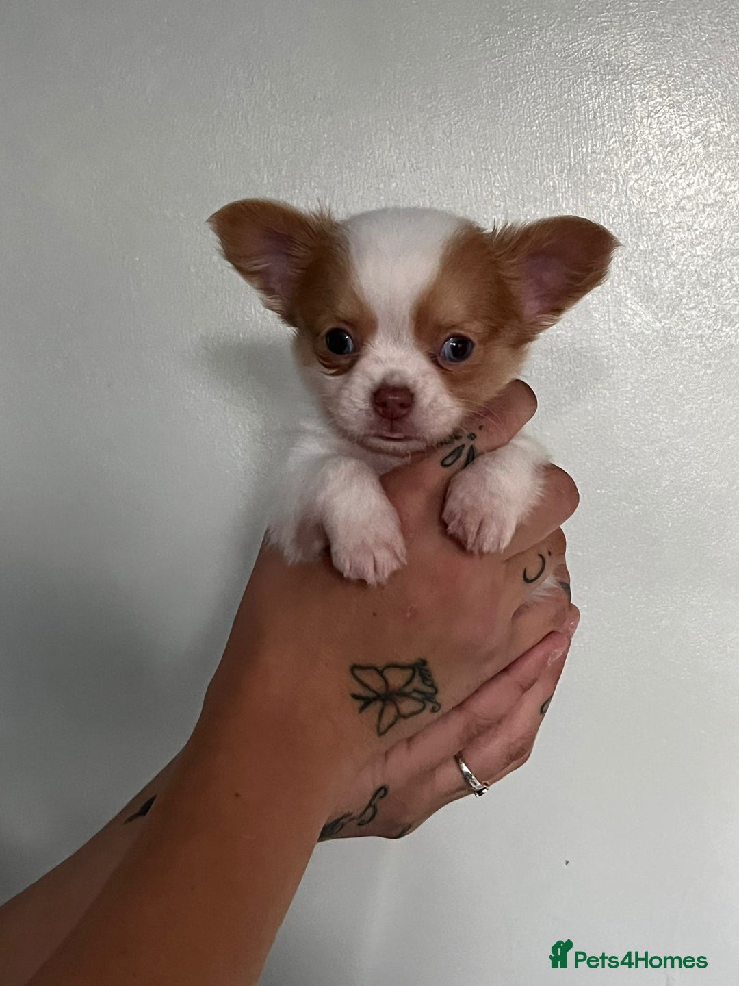 Chihuahua dogs for sale: Chihuahua Merle Puppies  - Image 9
