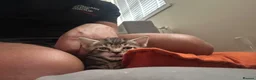 Mixed Breed cats for sale: Mixed Breed Tabby Shorthair Kittens in Sheffield - Advert 10
