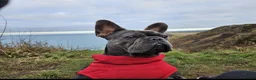 French Bulldog dogs for sale: Exceptional KC French Bulldog Puppies - Advert 16