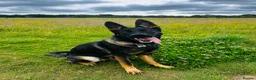 Mixed Breed dogs for sale: 10 month old Shepherd cross - Advert 6