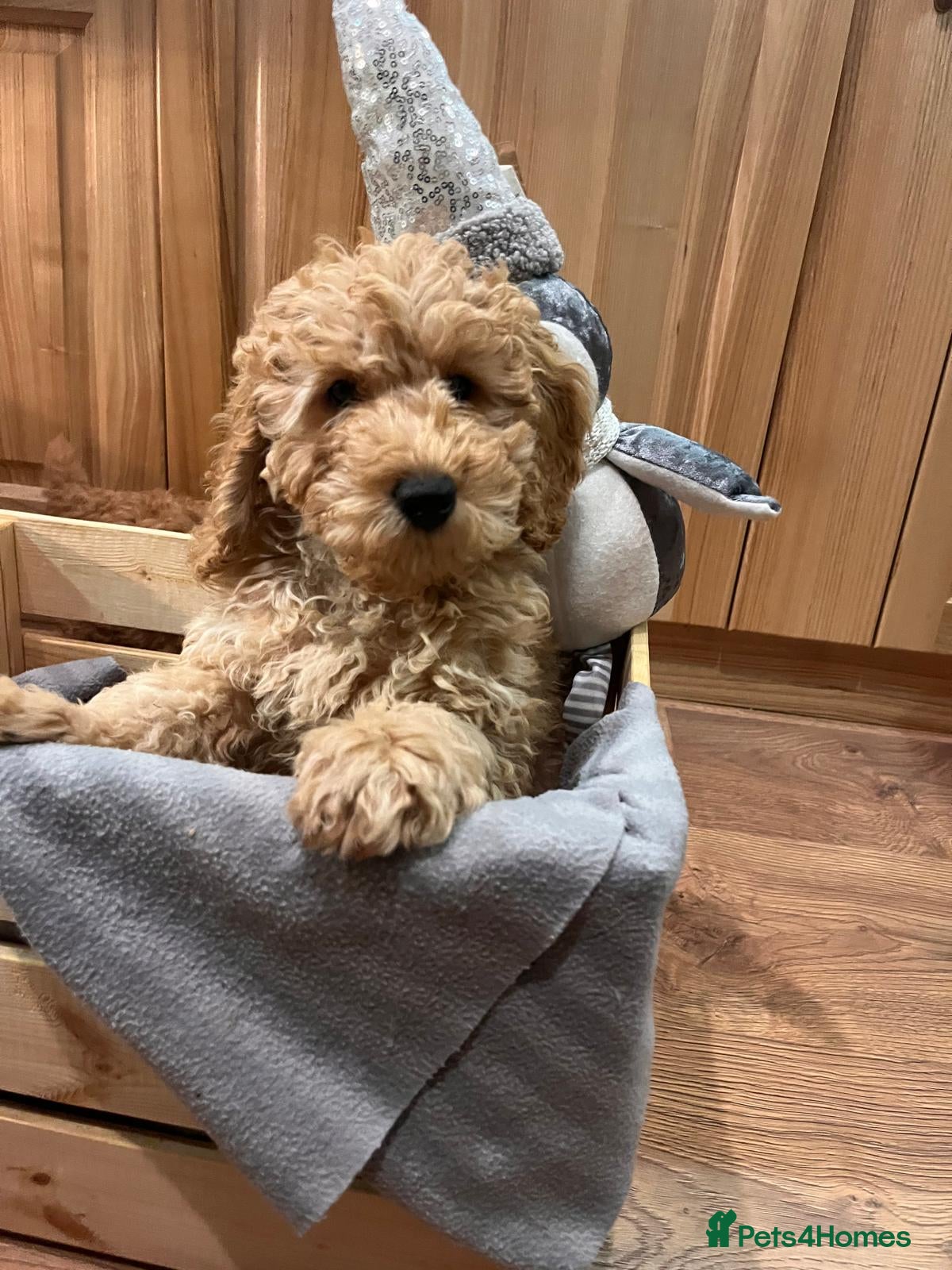 Miniature Poodle dogs Miniature poodle for sale - Advert 1