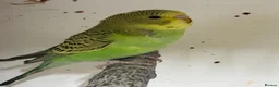 Budgerigars birds for sale: Baby Budgies 8 weeks - Advert 4