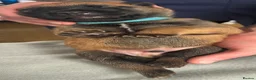 Belgian Shepherd Dog dogs for sale: Exceptional Belgian Malinois Puppies in Denbigh - Advert 31