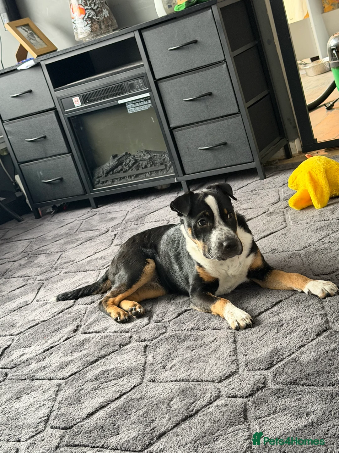 Mixed Breed dogs for sale: Female puppy  - Advert 2