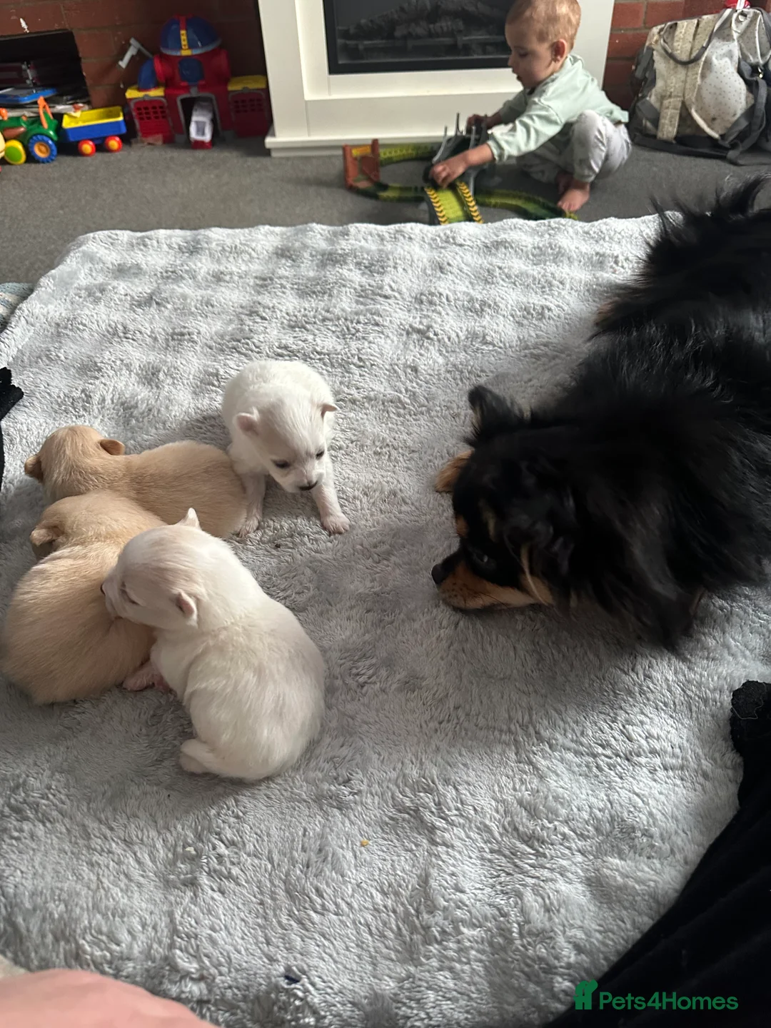 Pomeranian dogs for sale: Beautiful Russian blood line puppies - Advert 7