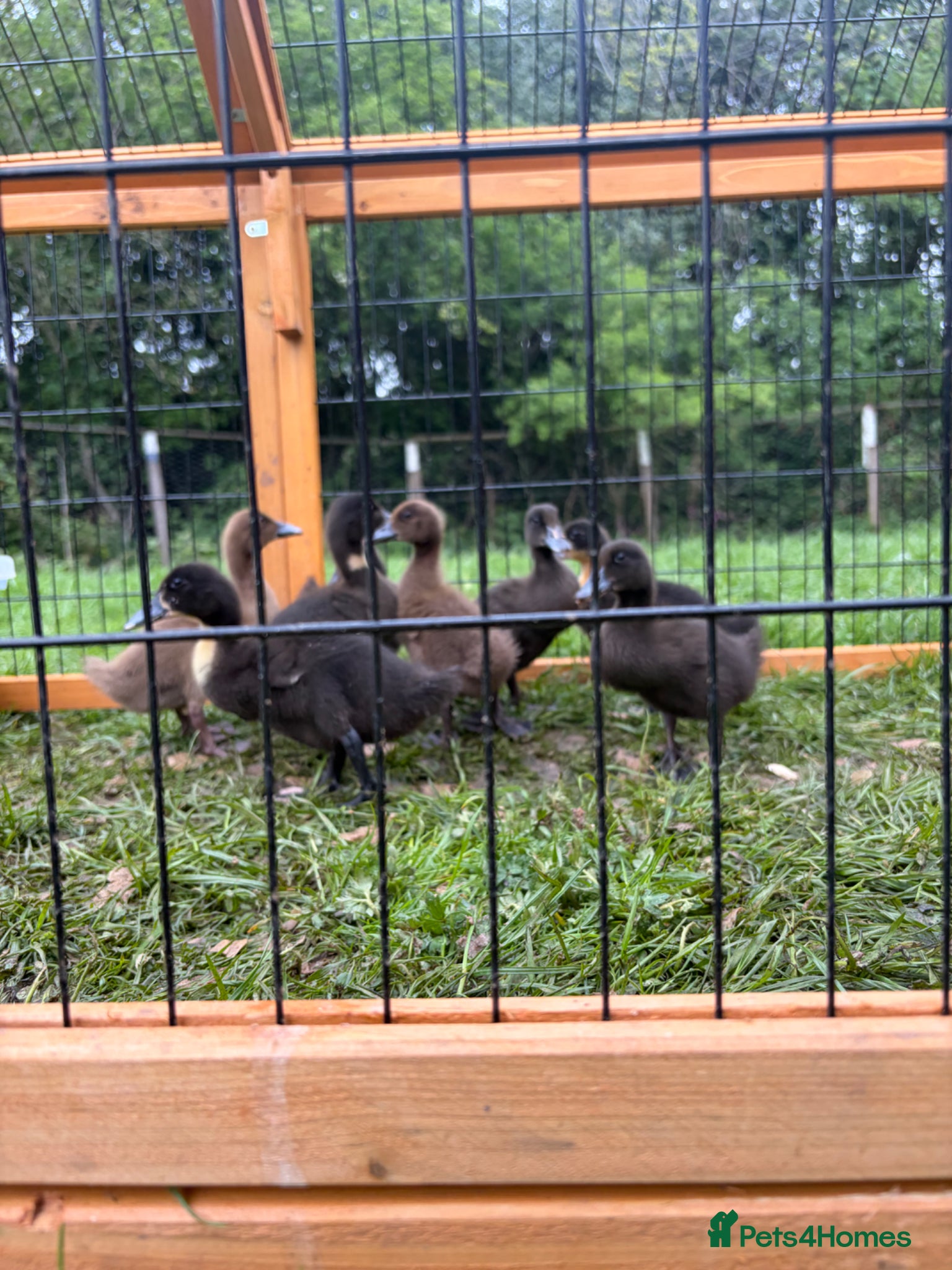 Mixed Breed poultry Large mixed breed ducklings  - Advert 2