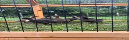 Mixed Breed poultry for sale: Large mixed breed ducklings  - Advert 1