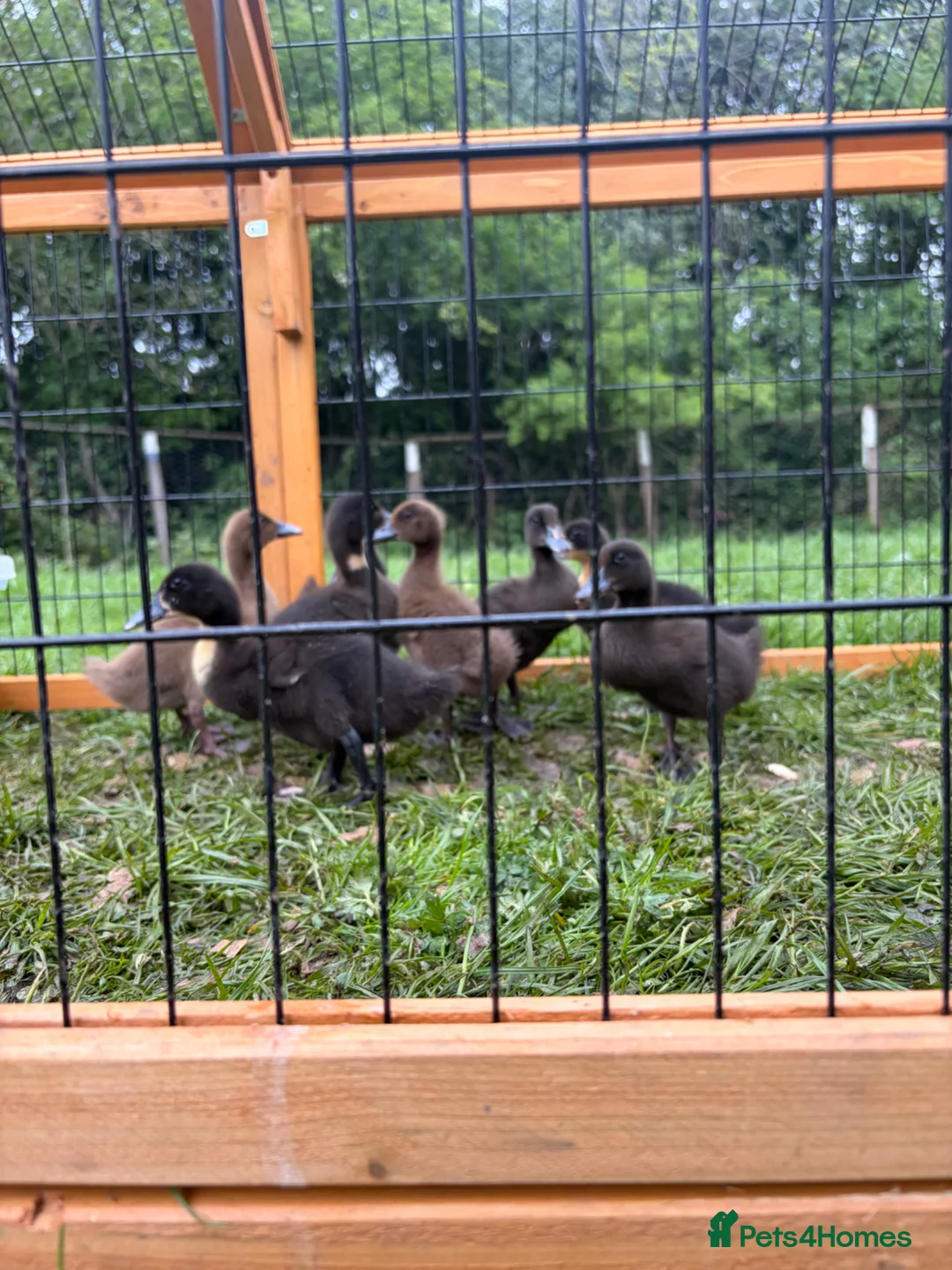 Mixed Breed poultry for sale: Large mixed breed ducklings  - Advert 1