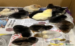 Chickens poultry for sale: 14x Day old PURE BREED chicks! - Image 2