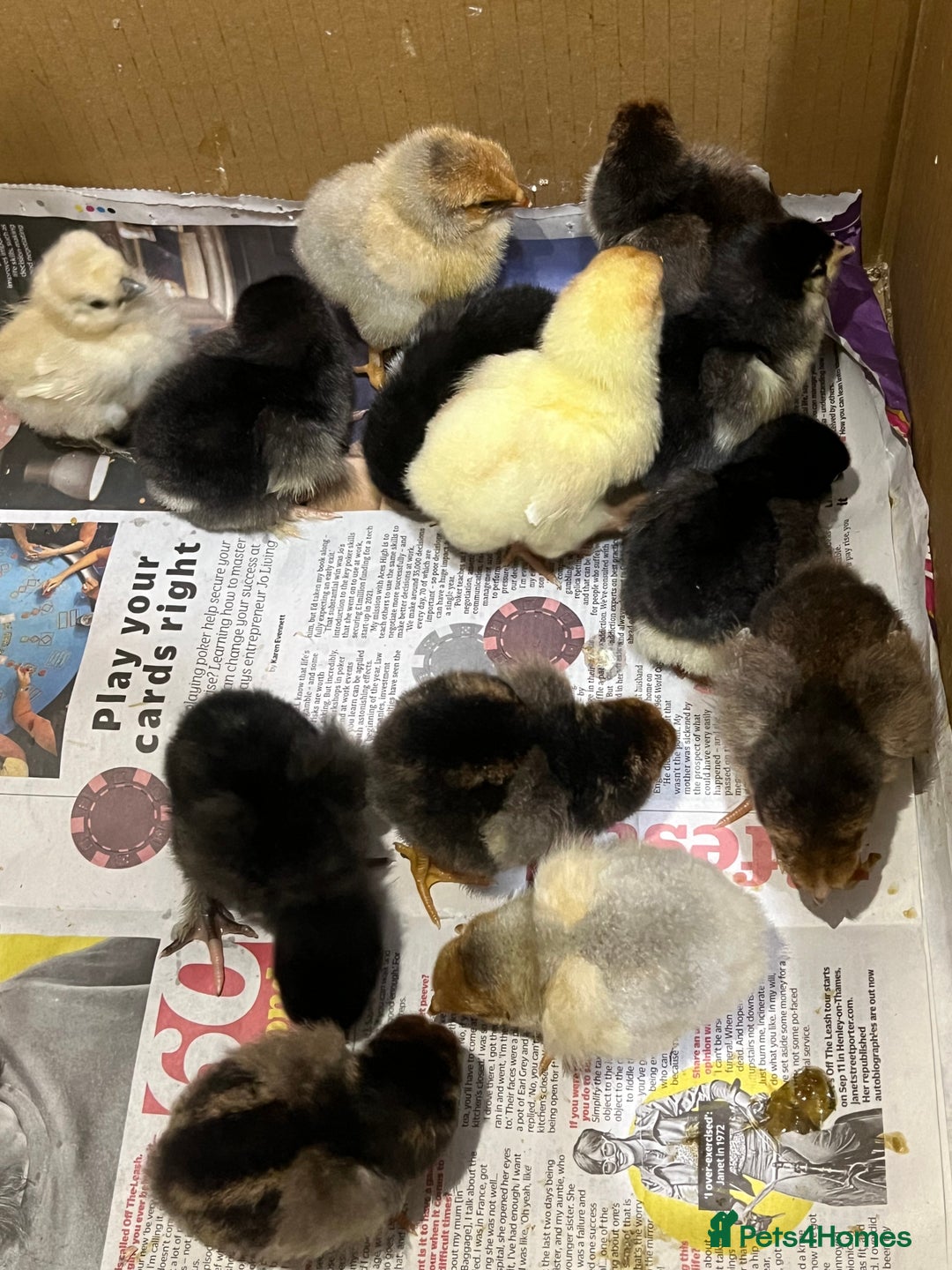 Chickens poultry for sale: 14x Day old PURE BREED chicks! - Image 2