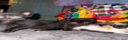 Mixed Breed cats for sale: Mix breed kittens - Advert 6