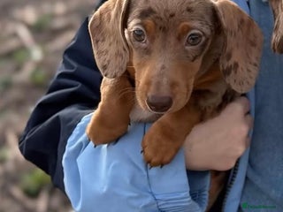 Miniature Dachshund dogs - Advert 27