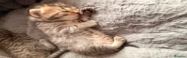 Scottish Fold 2