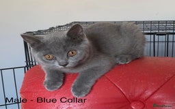 British Shorthair cats for sale: READY NOW. 3 Gorgeous Playful Affectionate BSH - Image 2