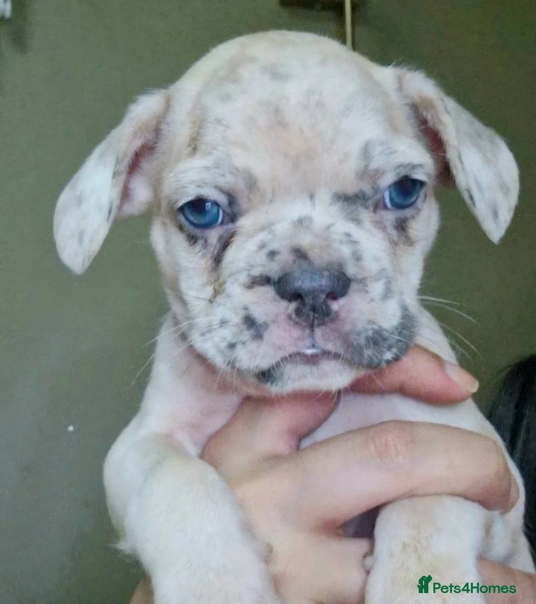 French Bulldog dogs for sale: Stunning litter of frenchies  - Advert 1