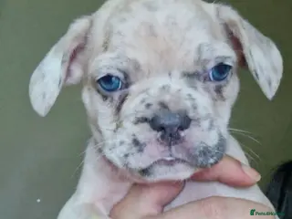 French Bulldog dogs Stunning litter of frenchies - Advert 1