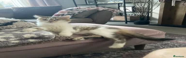 Domestic Shorthair 1