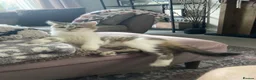 Domestic Shorthair cats for sale: Beautiful 2 Year Old Female in Cheltenham - Advert 2