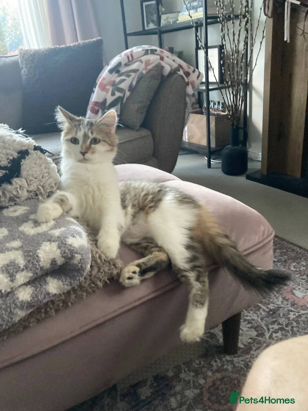 Domestic Shorthair cats for sale: Beautiful 2 Year Old Female in Cheltenham - Advert 2