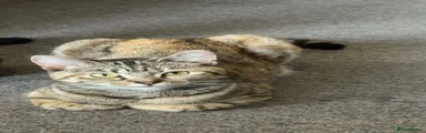 Domestic Shorthair 