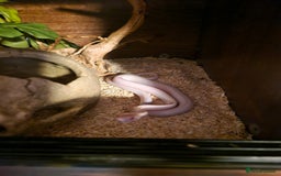 Corn Snake reptiles for sale: Male corn snake and enclosure £150 - Image 2
