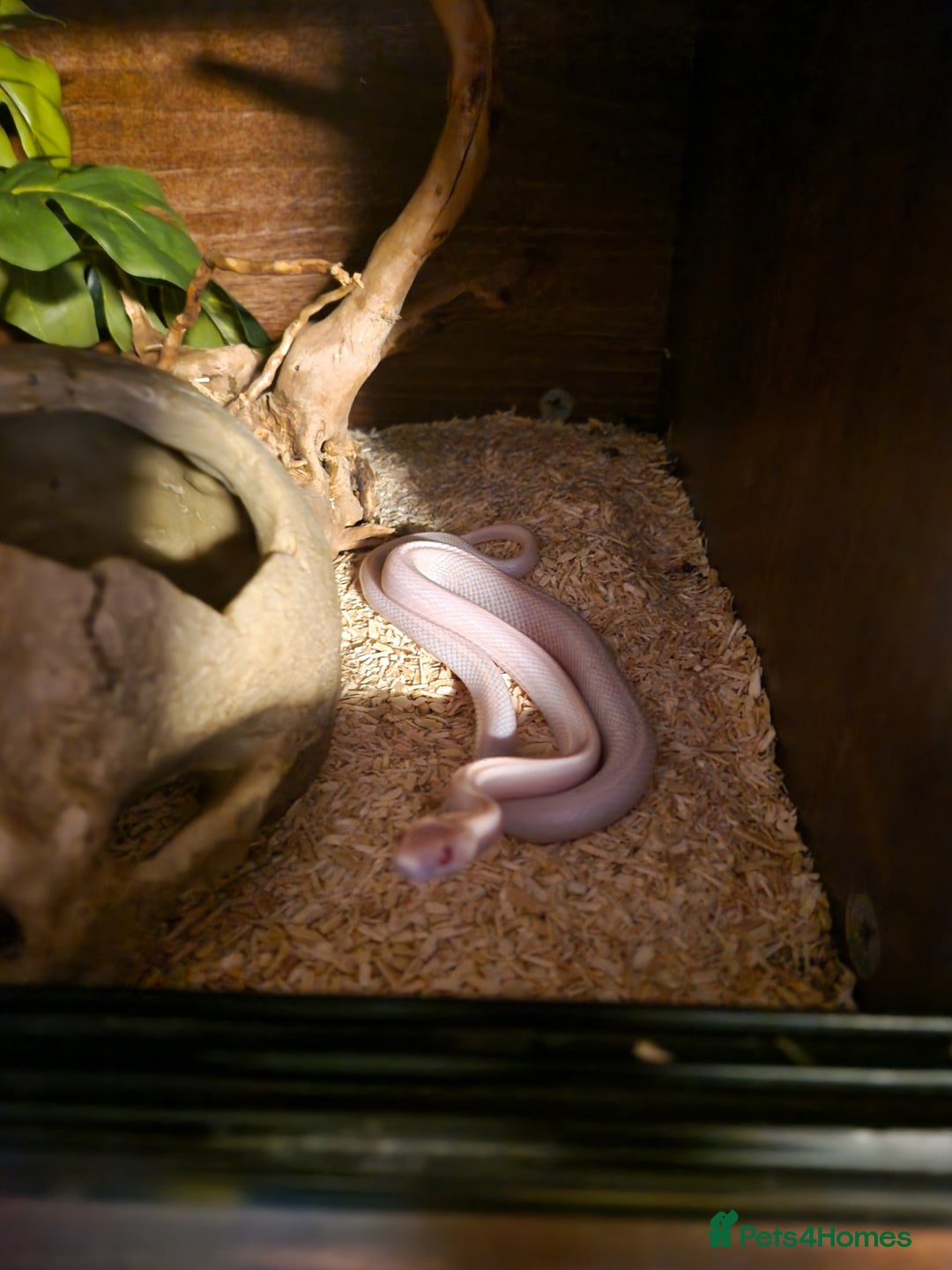 Corn Snake reptiles for sale: Male corn snake and enclosure £150 - Image 2