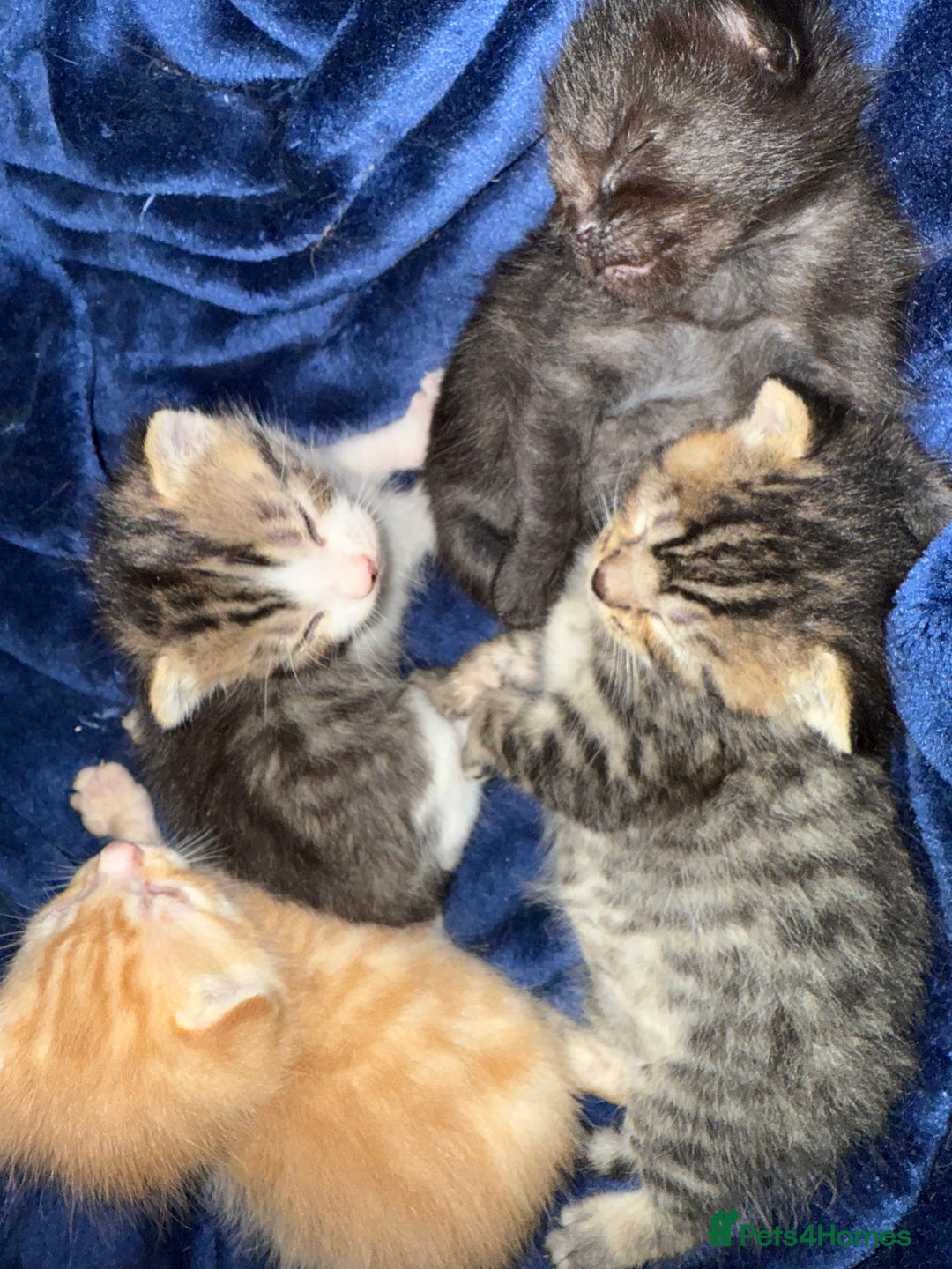 Domestic Shorthair cats for sale: Our babies looking for their forever lovely home - Image 5