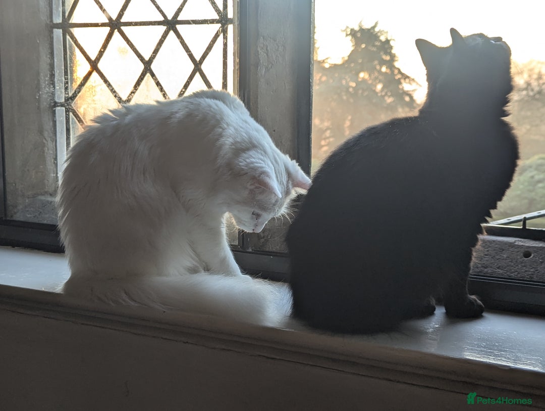Mixed Breed cats for sale: Squib 🤍& Mort 🖤 - Image 4