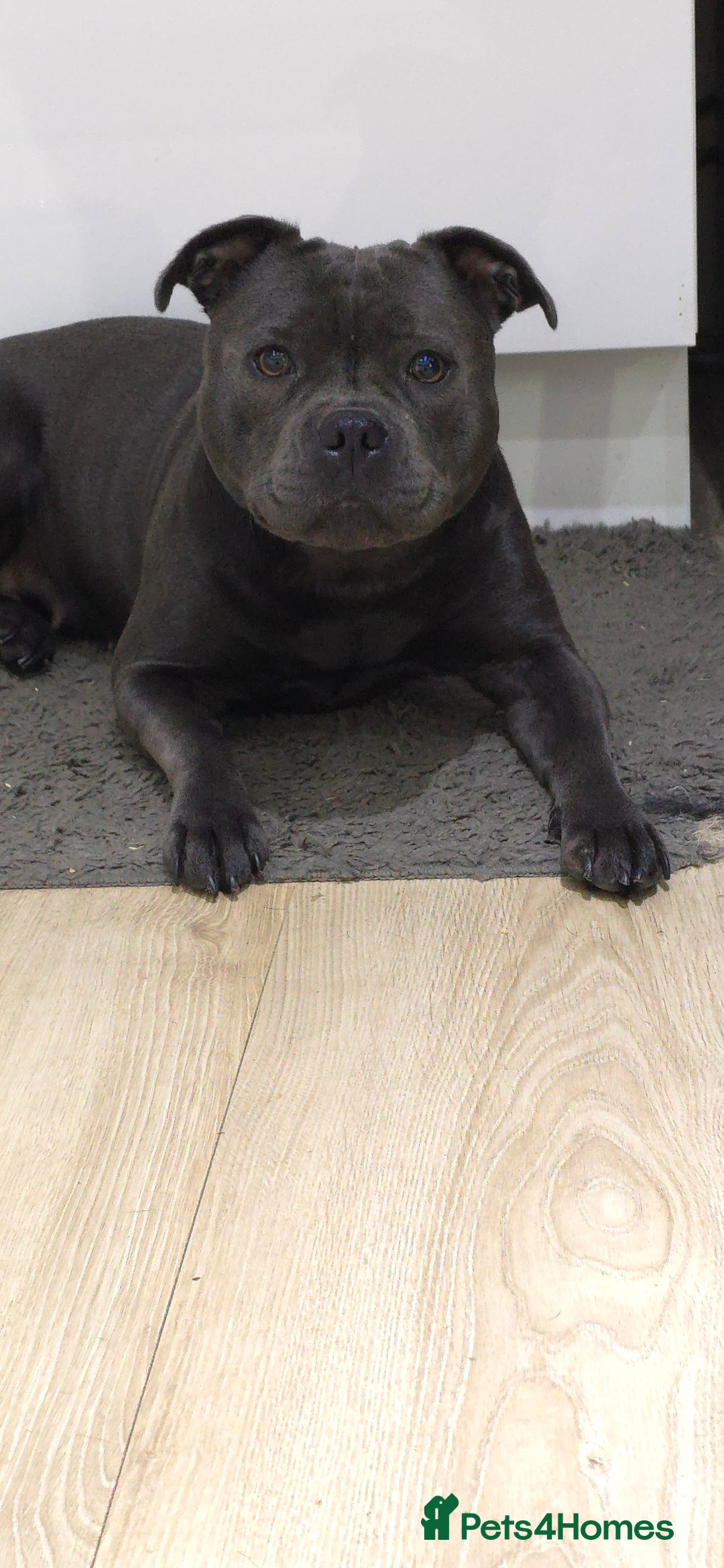 Staffordshire Bull Terrier dogs for sale: KC STAFFORDSHIRE BULL TERRIER CHAMPION BLOODLINES  - Image 3