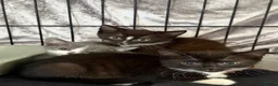 Mixed Breed cats for sale: Kittens for sale  - Advert 2