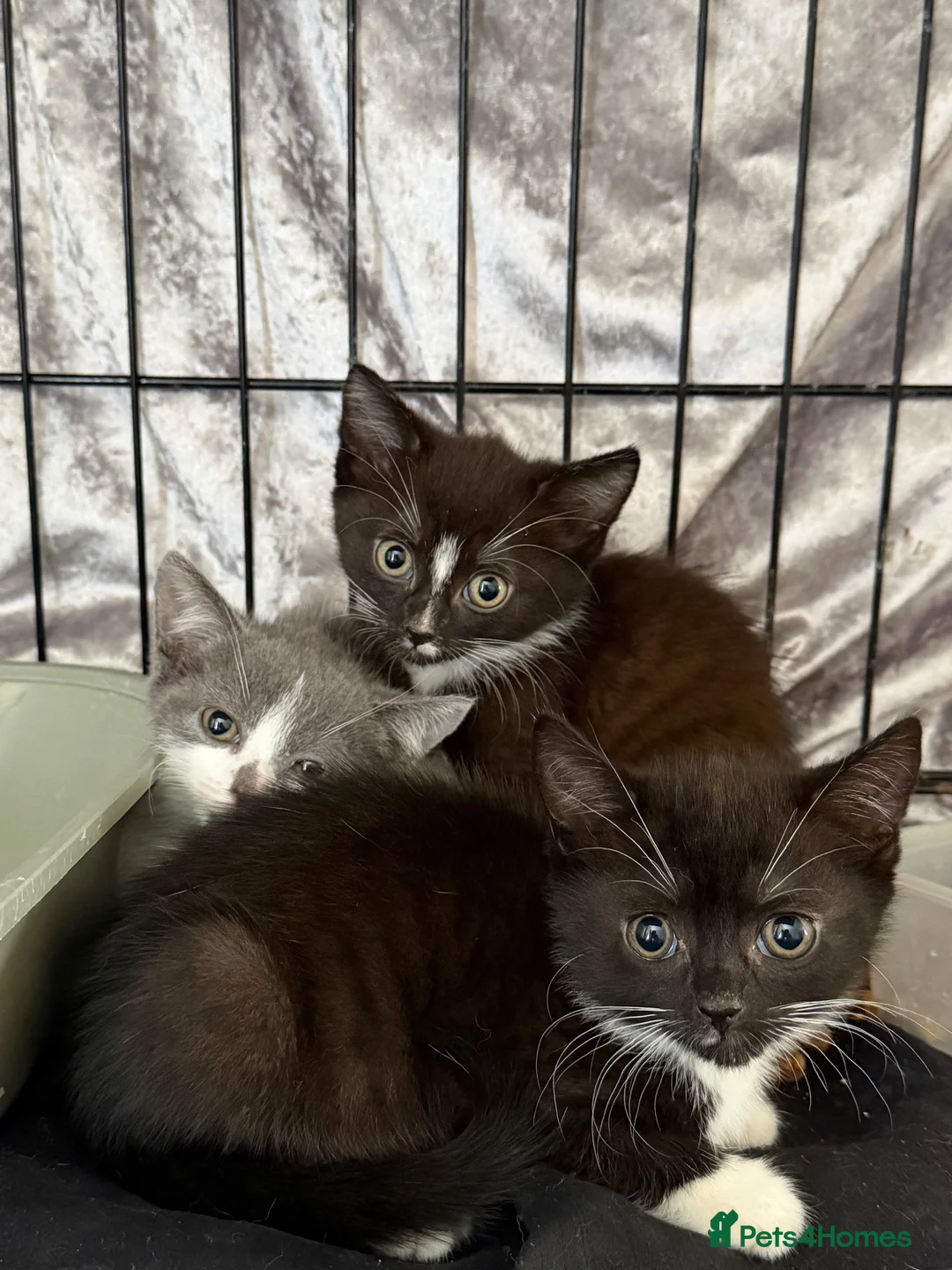 Mixed Breed cats for sale: Kittens for sale  - Advert 2