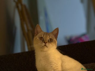 British Shorthair cats Kittens needing home now🐾 - Advert 2