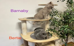 British Shorthair cats for sale: GCCC Registered British Shorthair Boys - Image 9