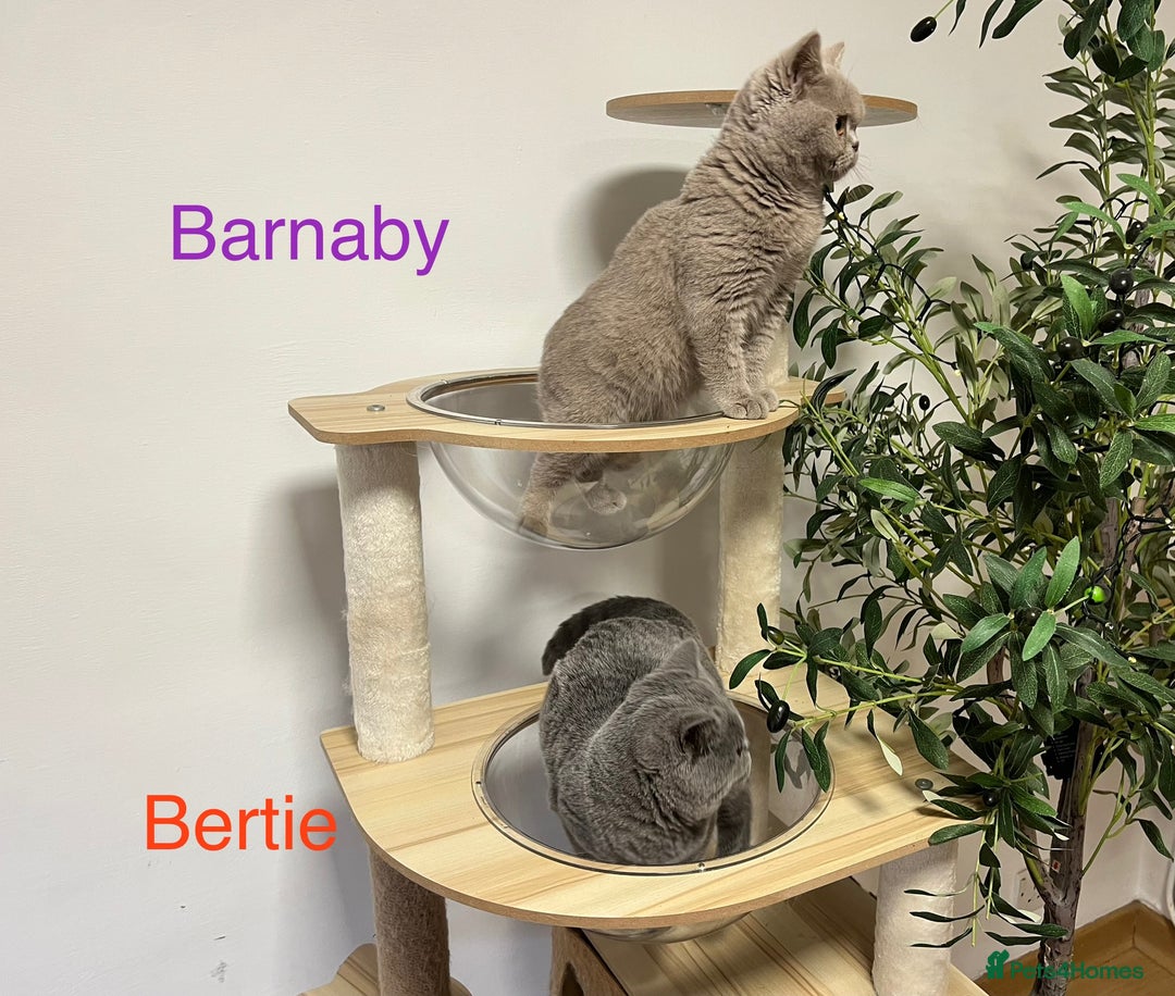 British Shorthair cats for sale: GCCC Registered British Shorthair Boys - Image 9