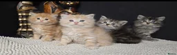 Siberian cats for sale: Siberian kittens waiting list - Advert 3