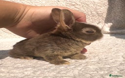 Rex rabbits for sale: stunning baby girl mini rex  - Image 8