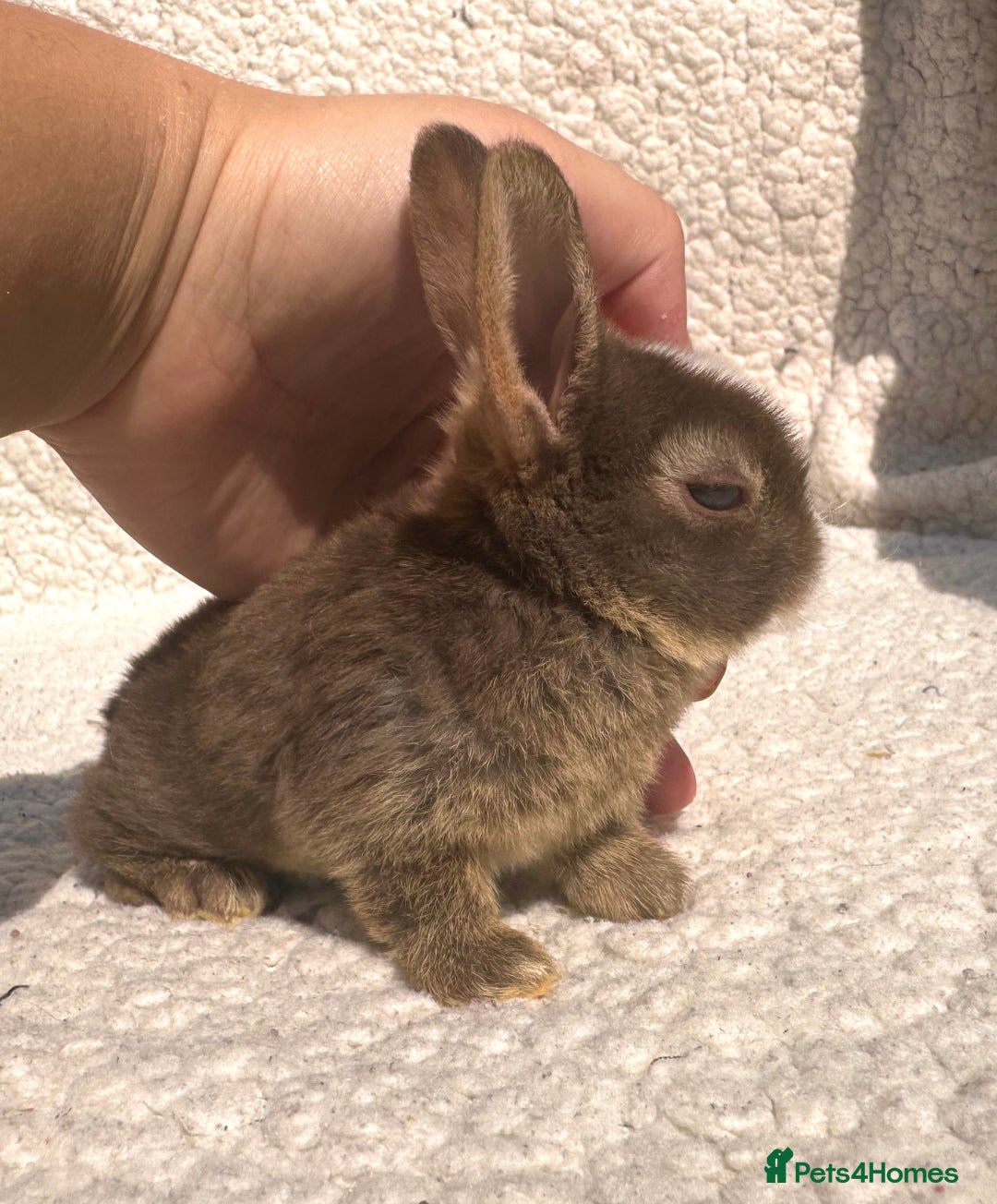 Rex rabbits for sale: stunning baby girl mini rex  - Image 8