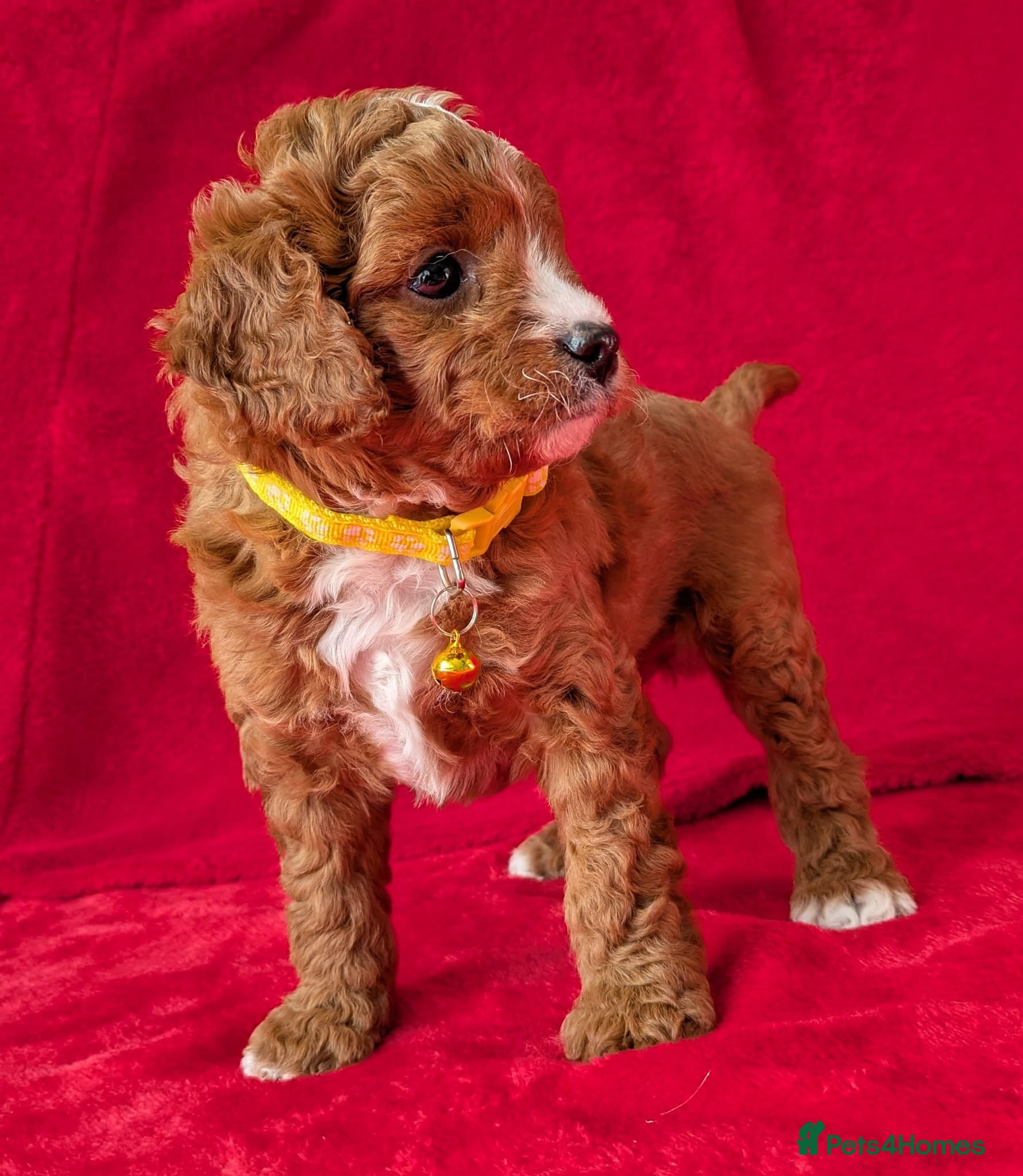 Cavapoo dogs Adorable Puppies, price open to negotiation - Advert 2
