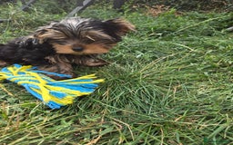 Yorkshire Terrier dogs for sale: Beautiful Yorkshire terrier  - Image 14