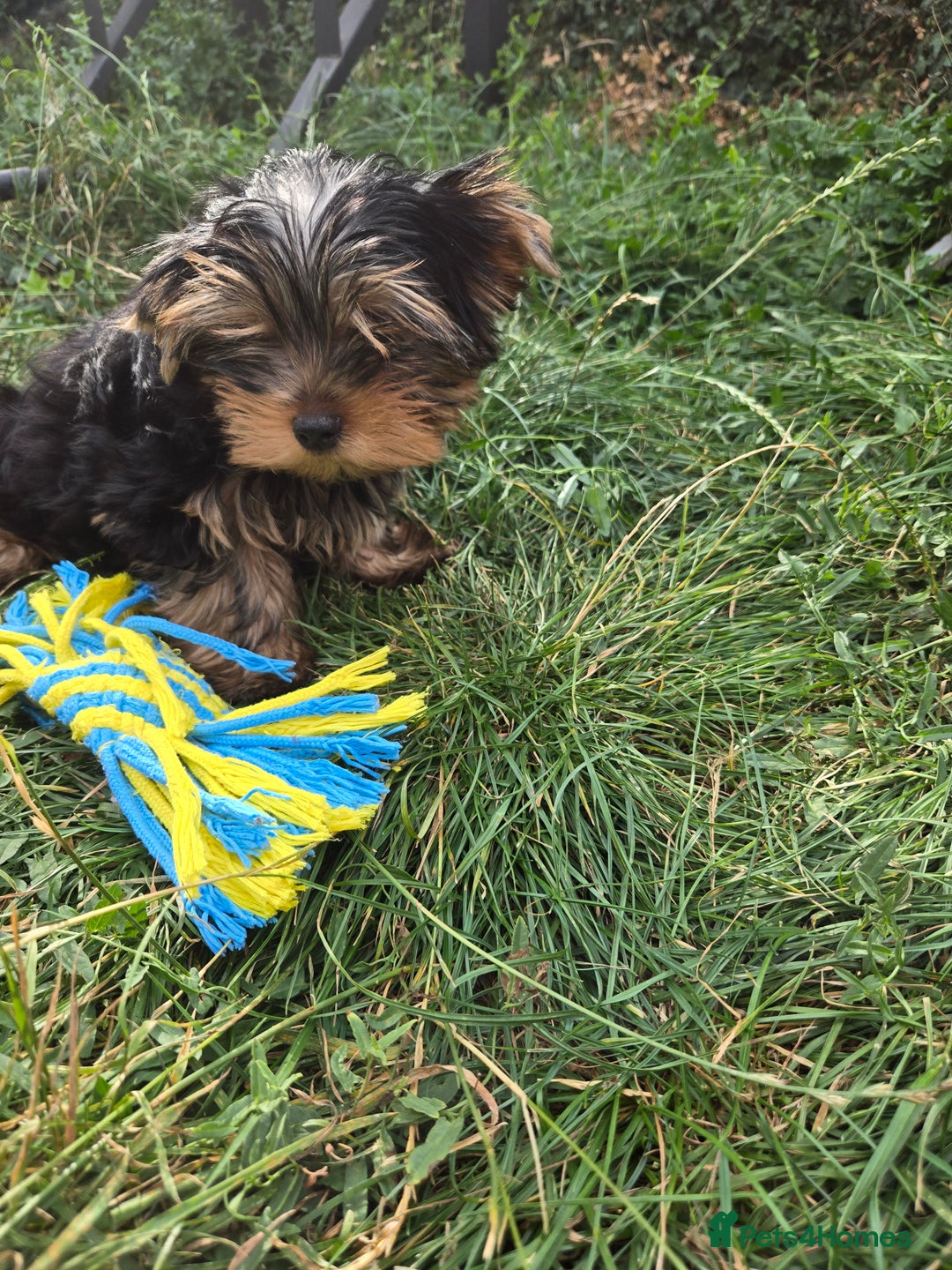 Yorkshire Terrier dogs for sale: Beautiful Yorkshire terrier  - Image 14
